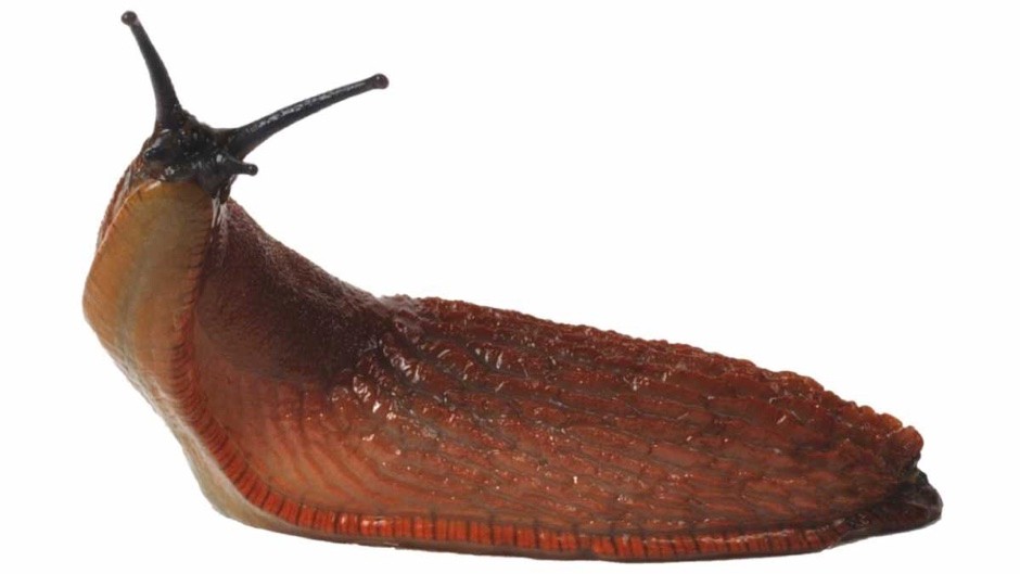 Download Picture Of A Slug Nomer 13