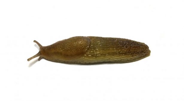 Detail Picture Of A Slug Nomer 4