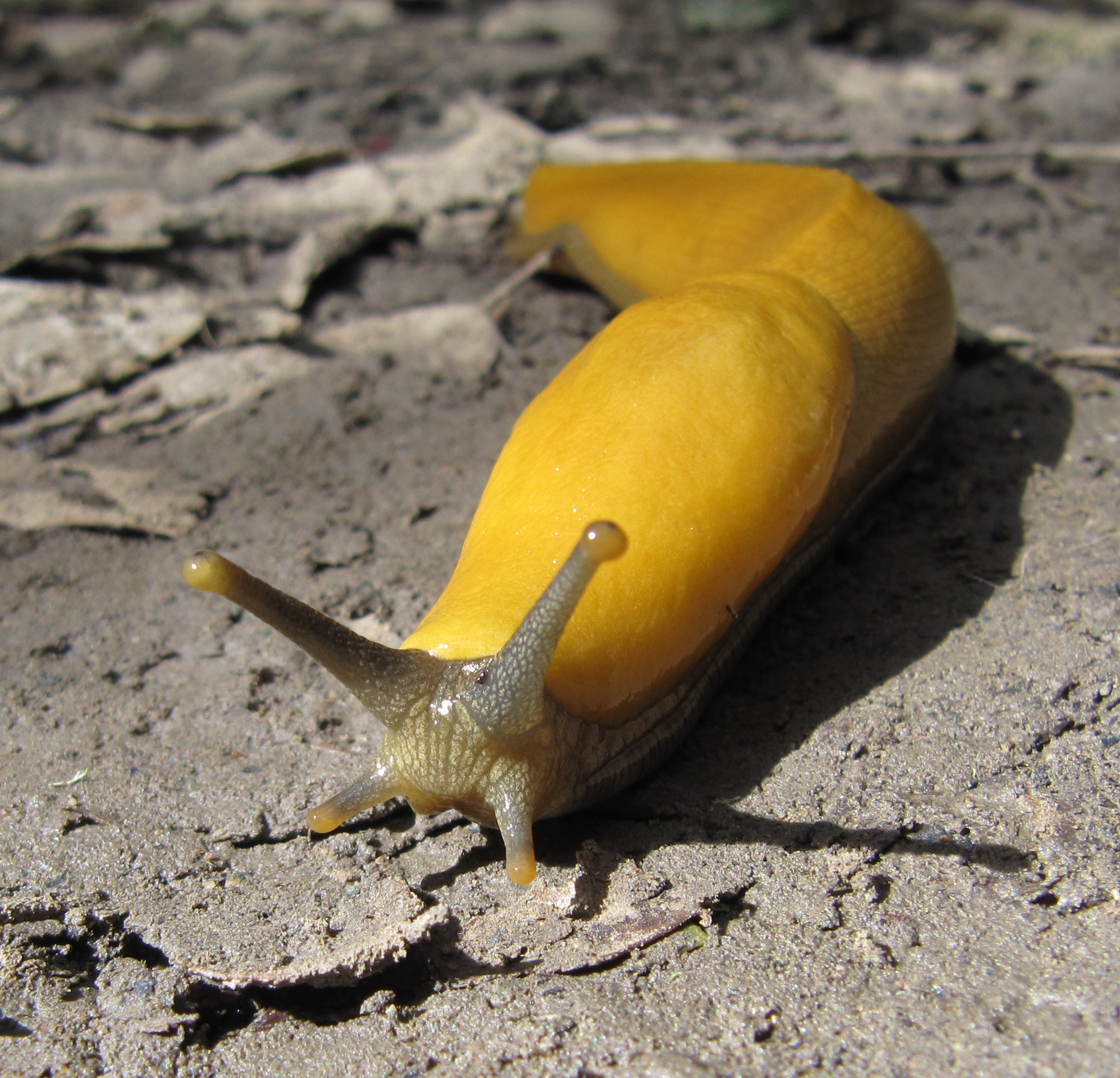 Detail Picture Of A Slug Nomer 30
