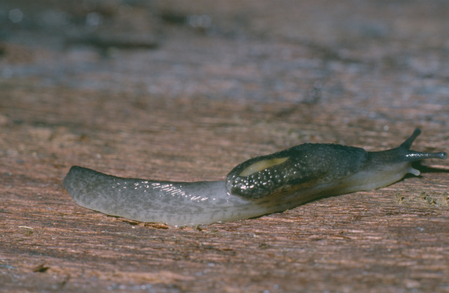 Detail Picture Of A Slug Nomer 32