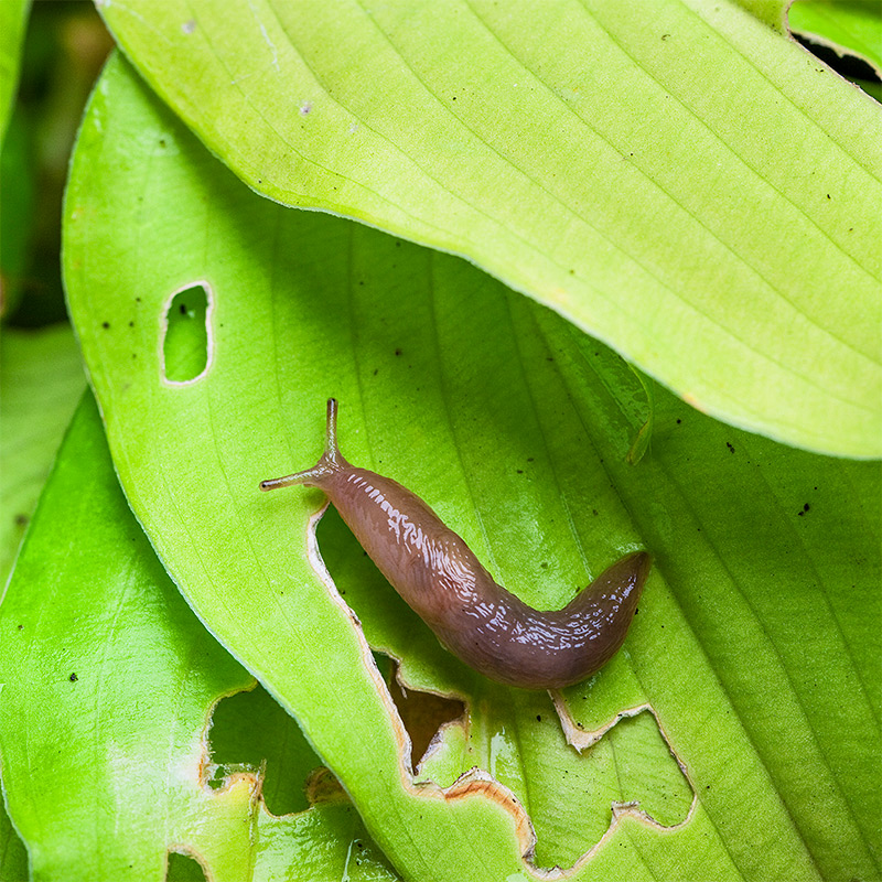 Detail Picture Of A Slug Nomer 34