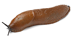 Download Picture Of A Slug Nomer 6