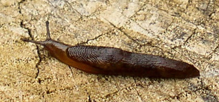 Detail Picture Of A Slug Nomer 44