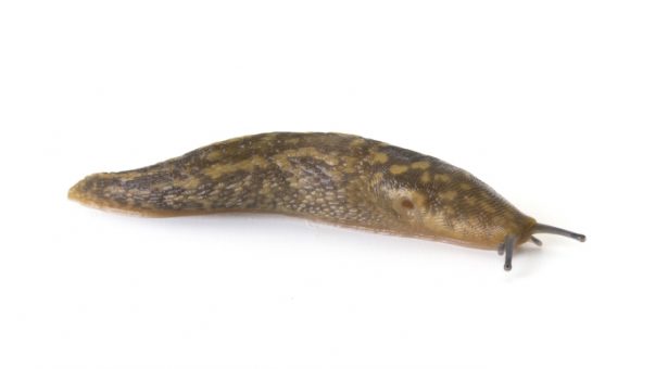 Download Picture Of A Slug Nomer 47