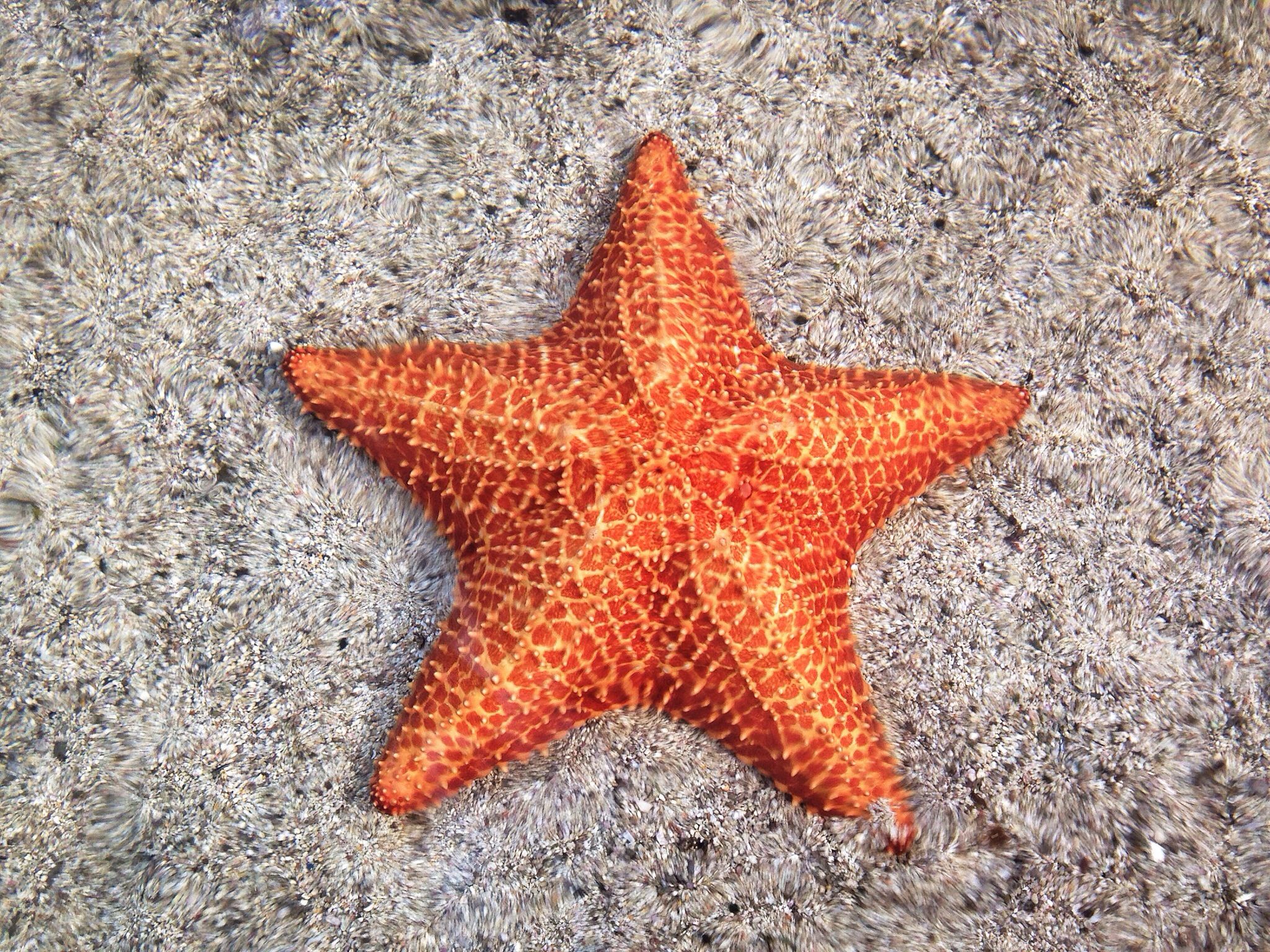 Picture Of A Star Fish - KibrisPDR