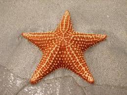 Detail Picture Of A Star Fish Nomer 9