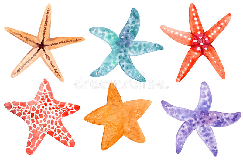 Detail Picture Of A Star Fish Nomer 13