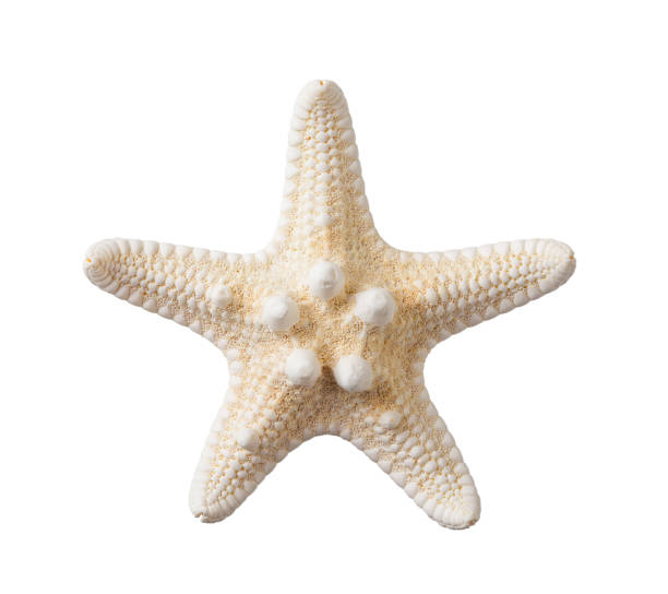 Detail Picture Of A Star Fish Nomer 37