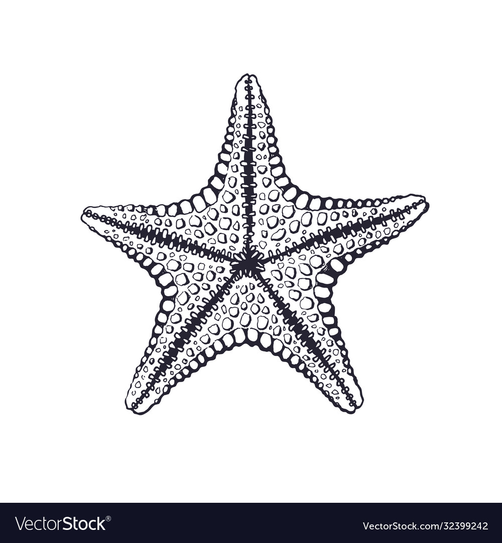 Detail Picture Of A Star Fish Nomer 39