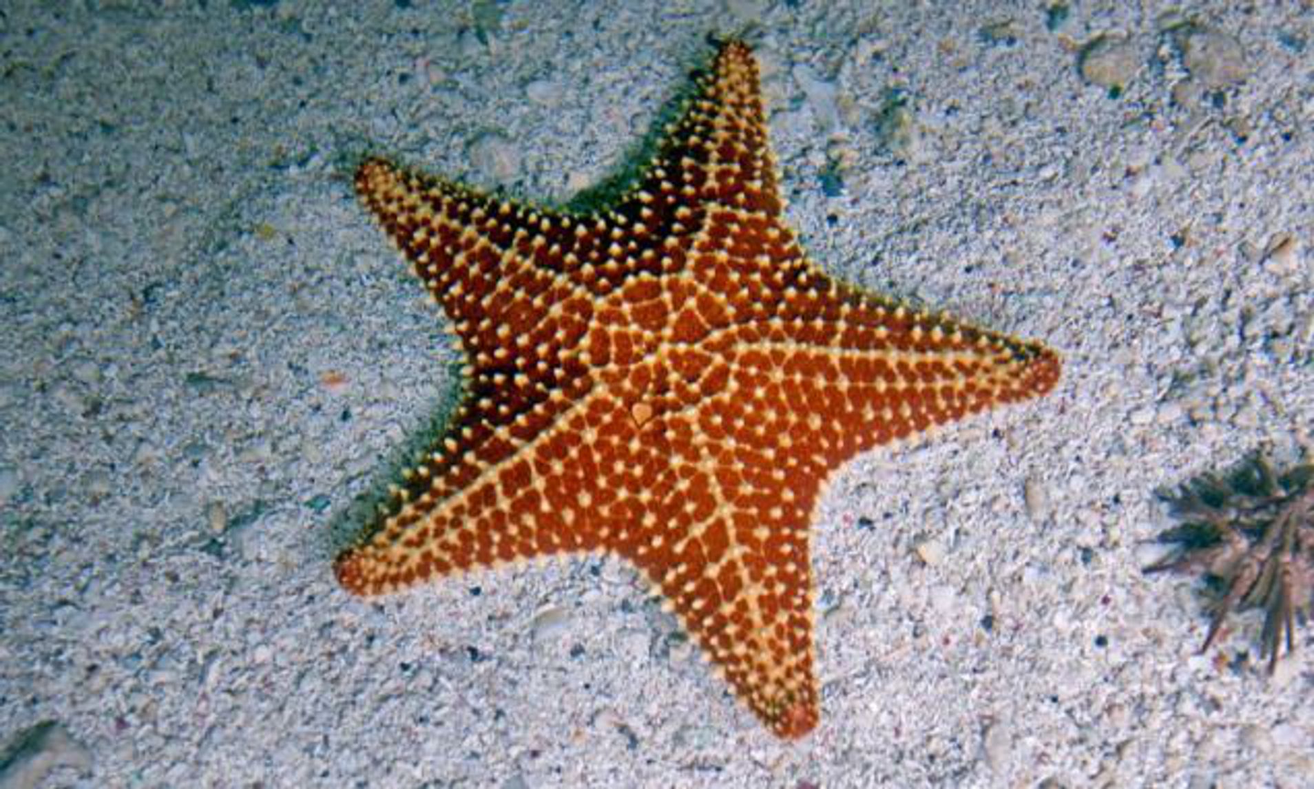 Detail Picture Of A Starfish Nomer 27