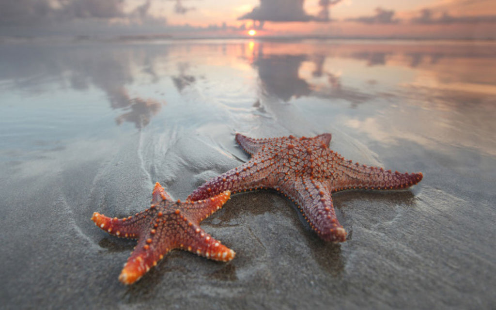 Detail Picture Of A Starfish Nomer 40