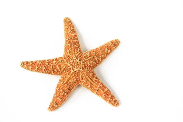 Detail Picture Of A Starfish Nomer 50