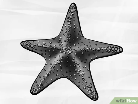 Detail Picture Of A Starfish Nomer 51