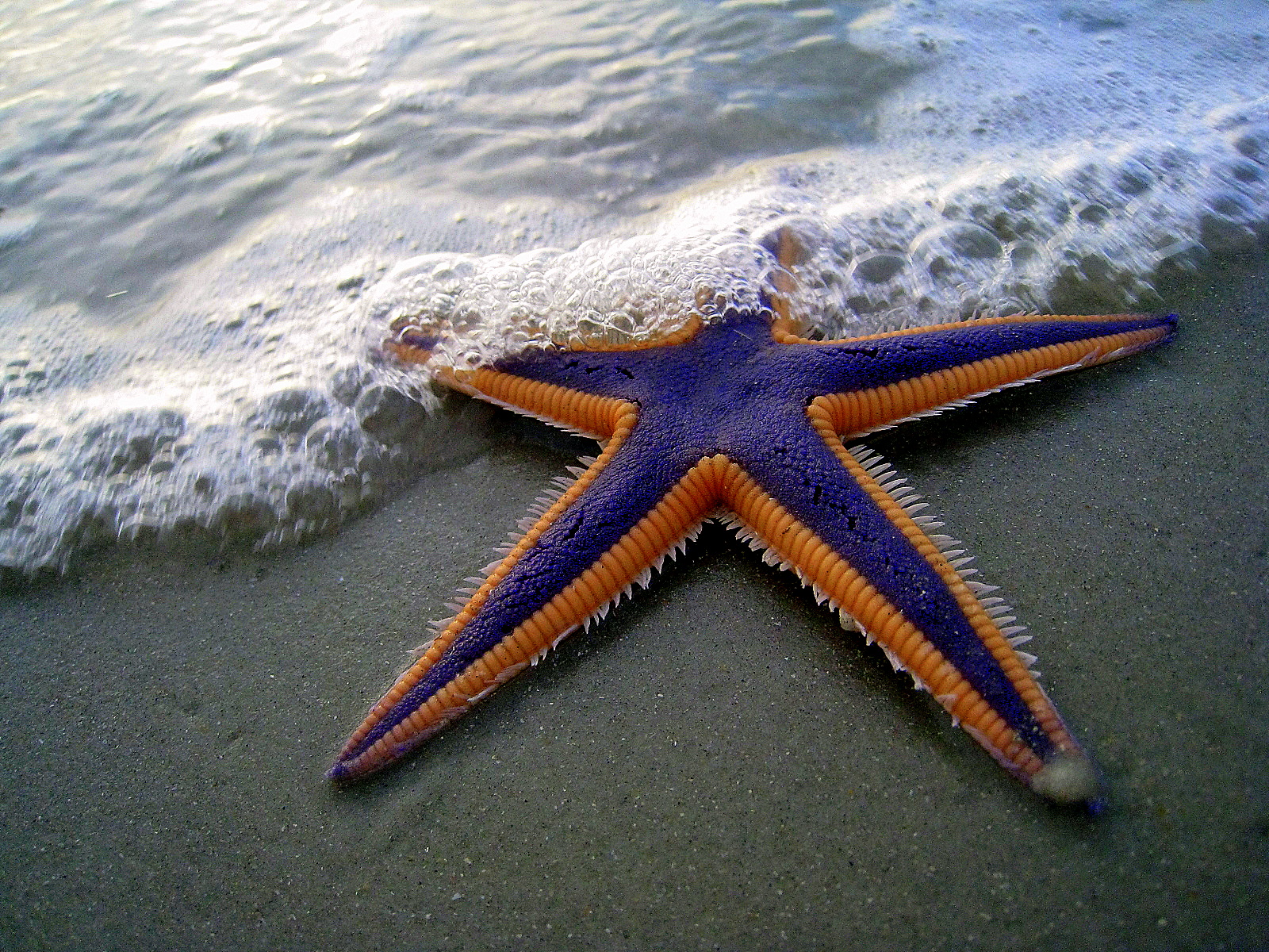 Detail Picture Of A Starfish Nomer 6