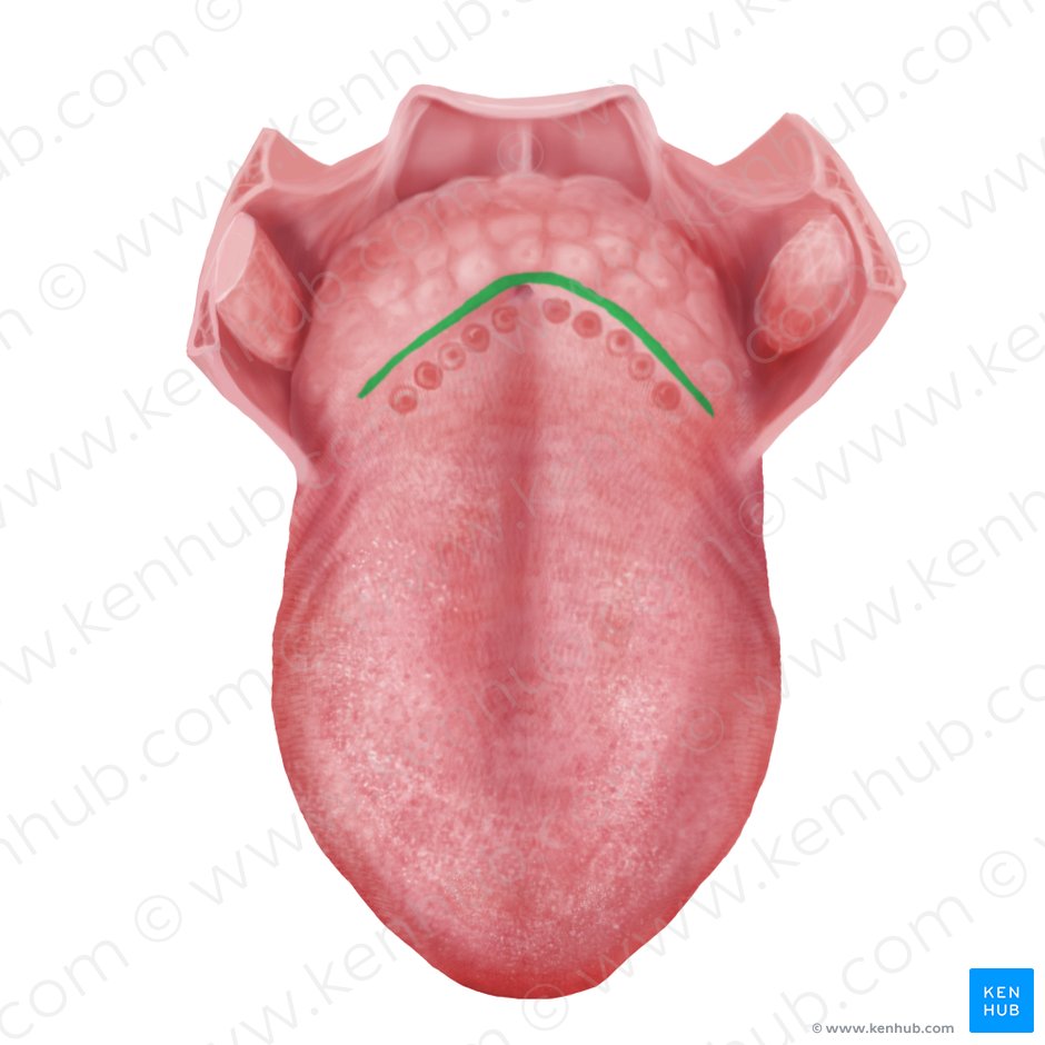 Detail Picture Of A Tongue Nomer 21