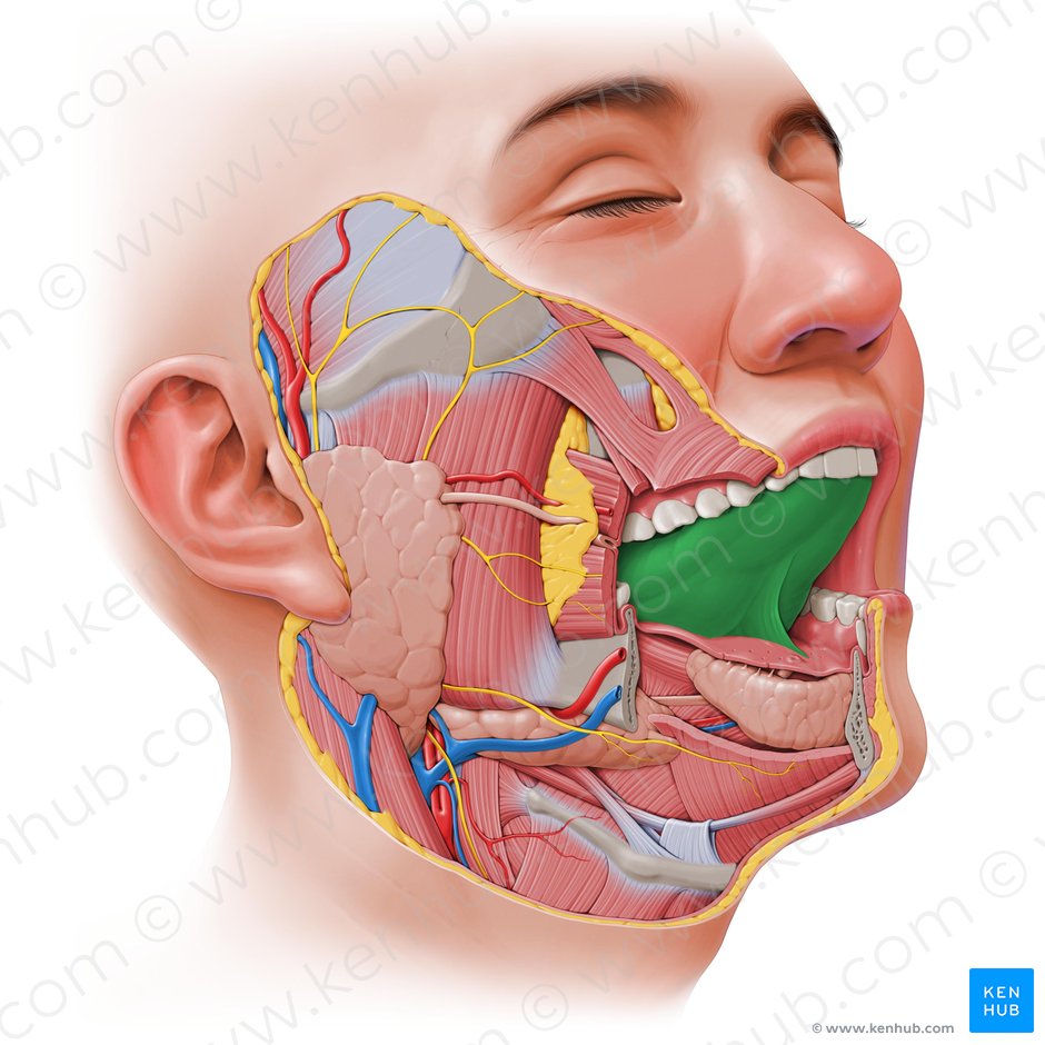 Detail Picture Of A Tongue Nomer 45