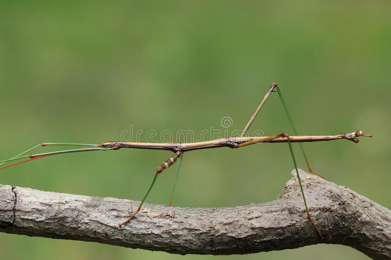 Detail Picture Of A Walking Stick Nomer 37