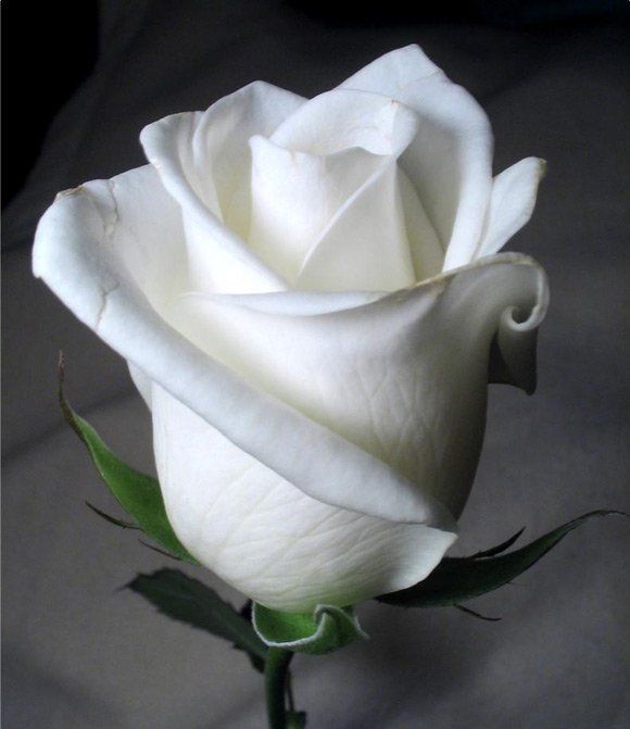 Detail Picture Of A White Rose Nomer 8