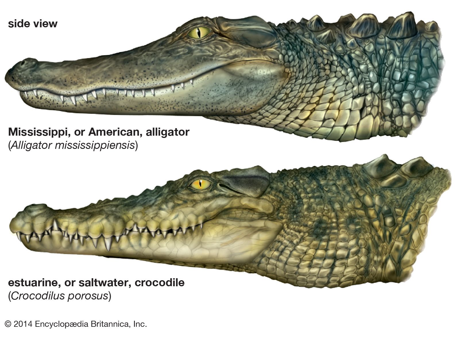 Detail Picture Of Alligator And Crocodile Nomer 2