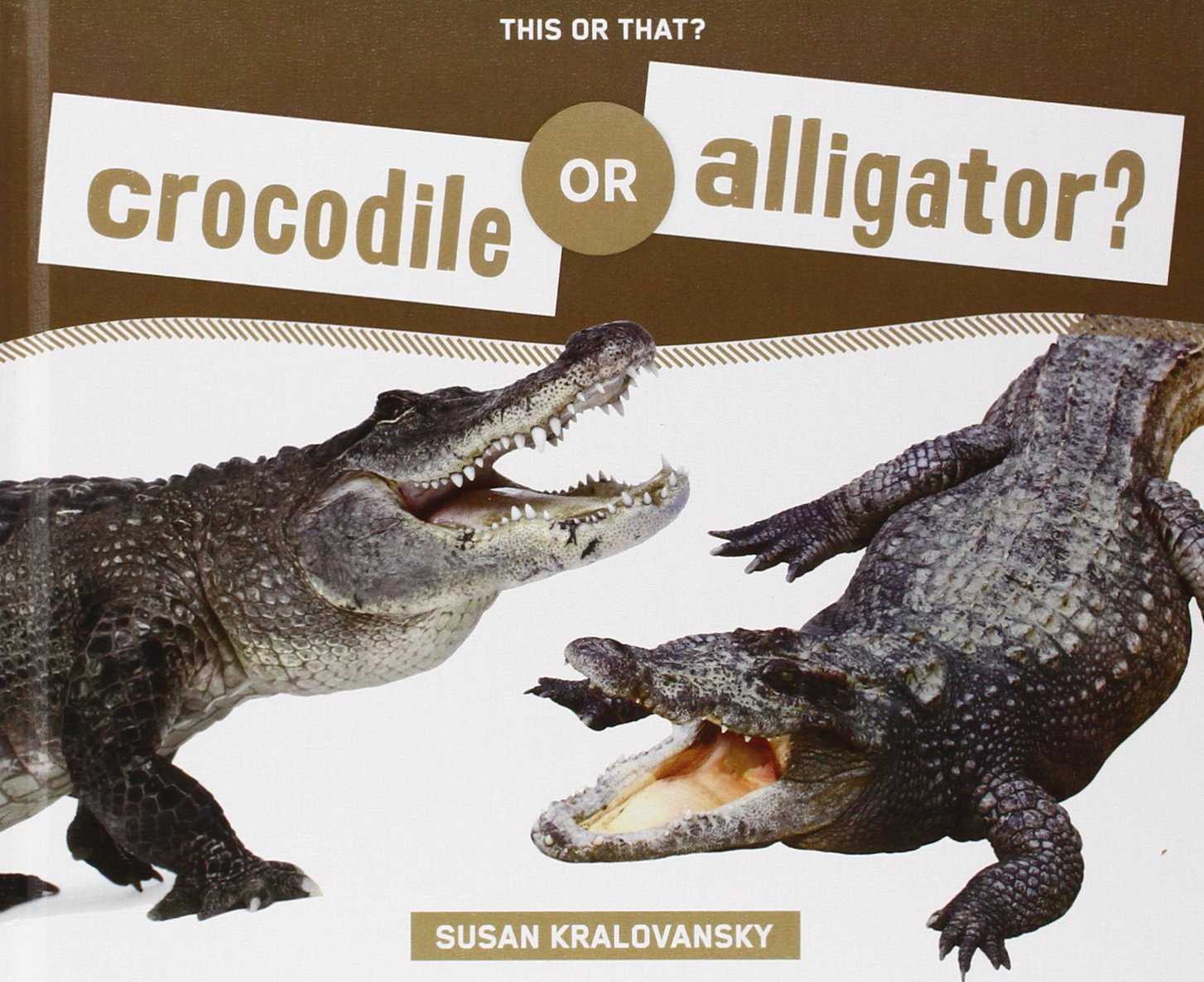 Detail Picture Of Alligator And Crocodile Nomer 27