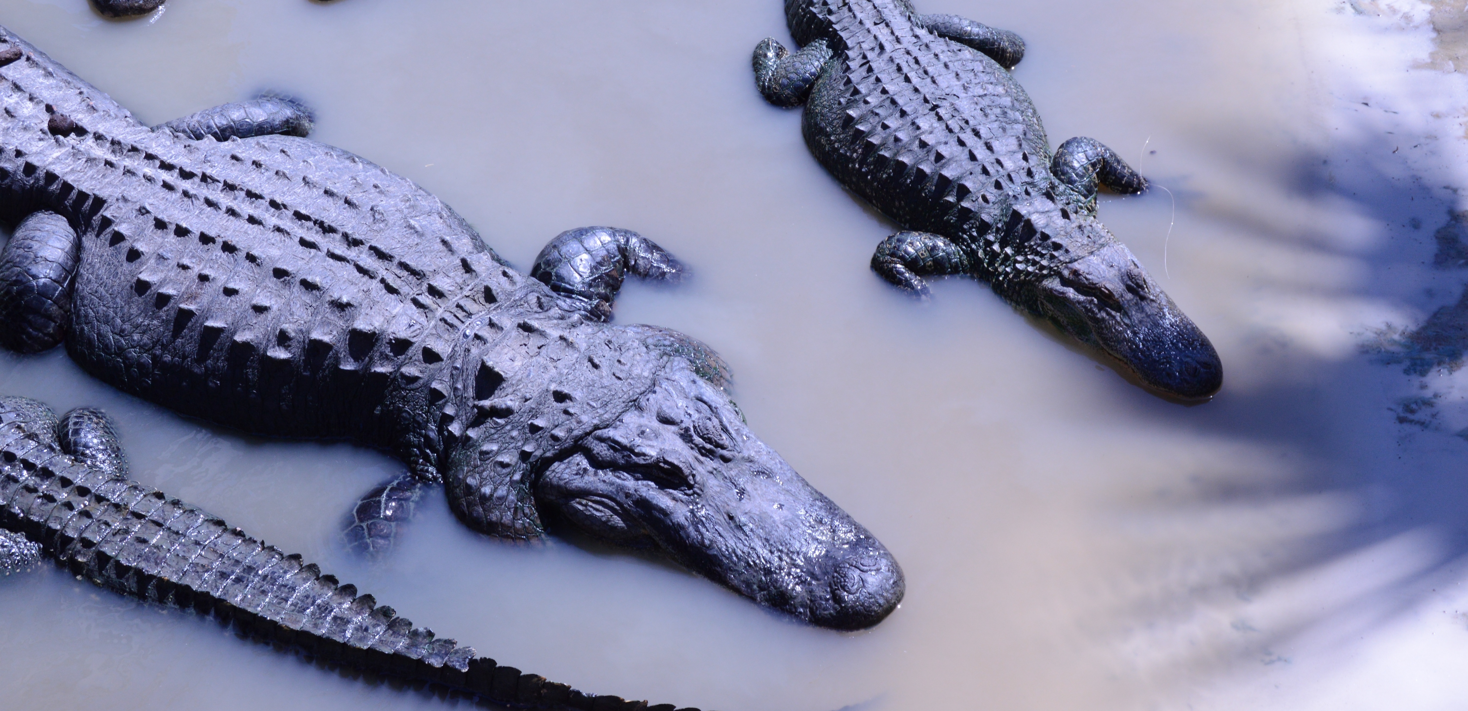 Detail Picture Of Alligator And Crocodile Nomer 31