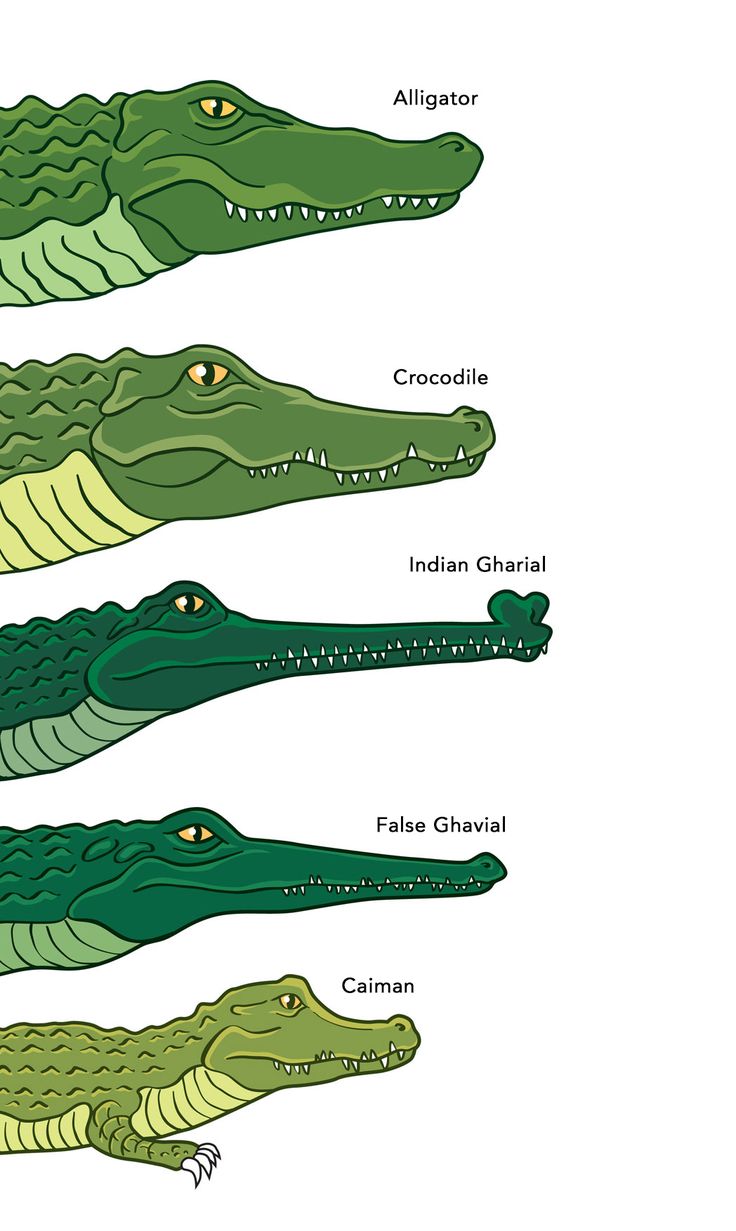 Detail Picture Of Alligator And Crocodile Nomer 41