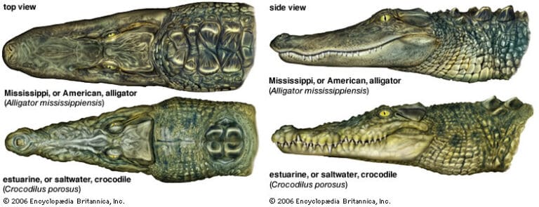 Detail Picture Of Alligator And Crocodile Nomer 7