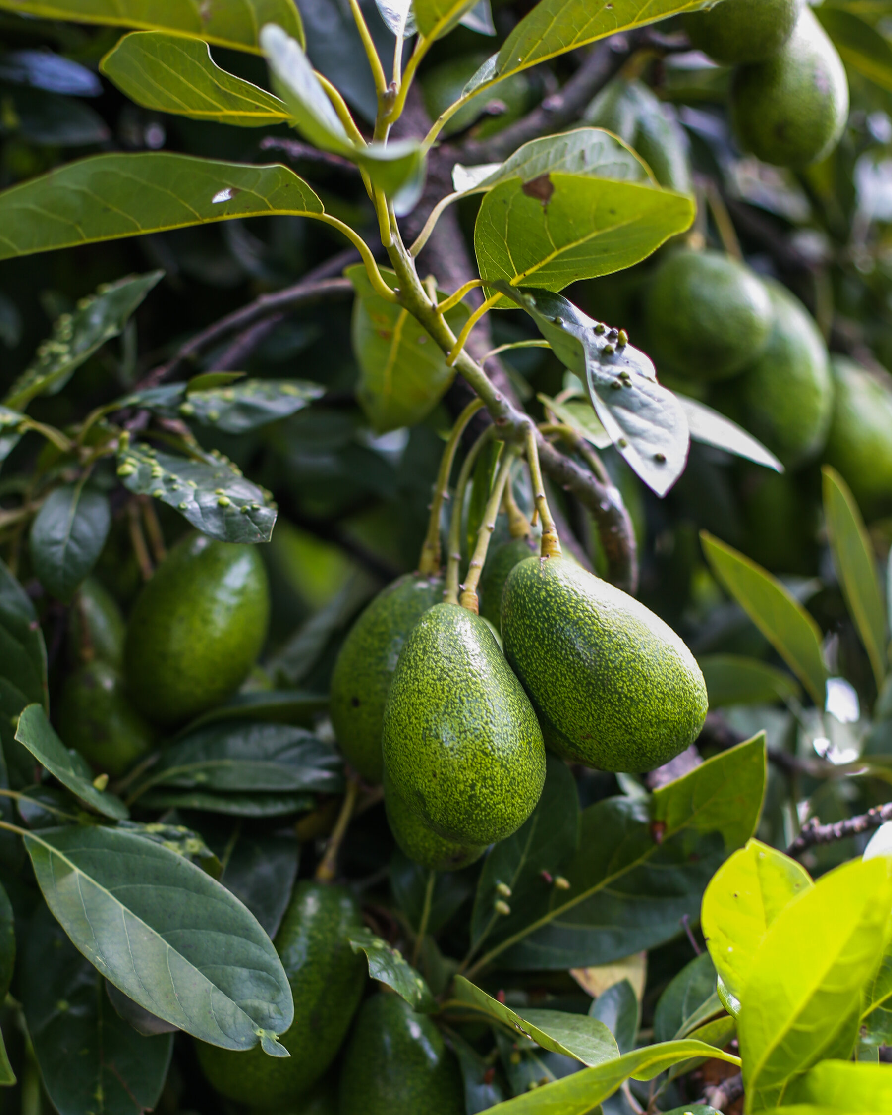 Detail Picture Of An Avocado Nomer 46