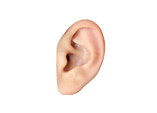 Detail Picture Of An Ear Nomer 3