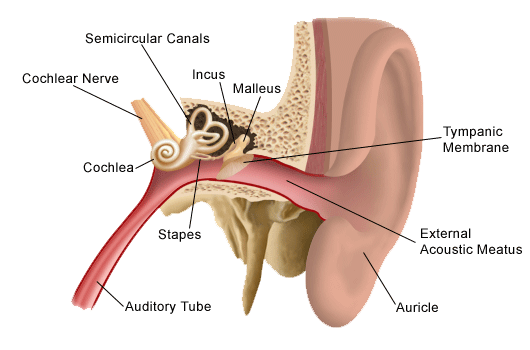 Detail Picture Of An Ear Nomer 35