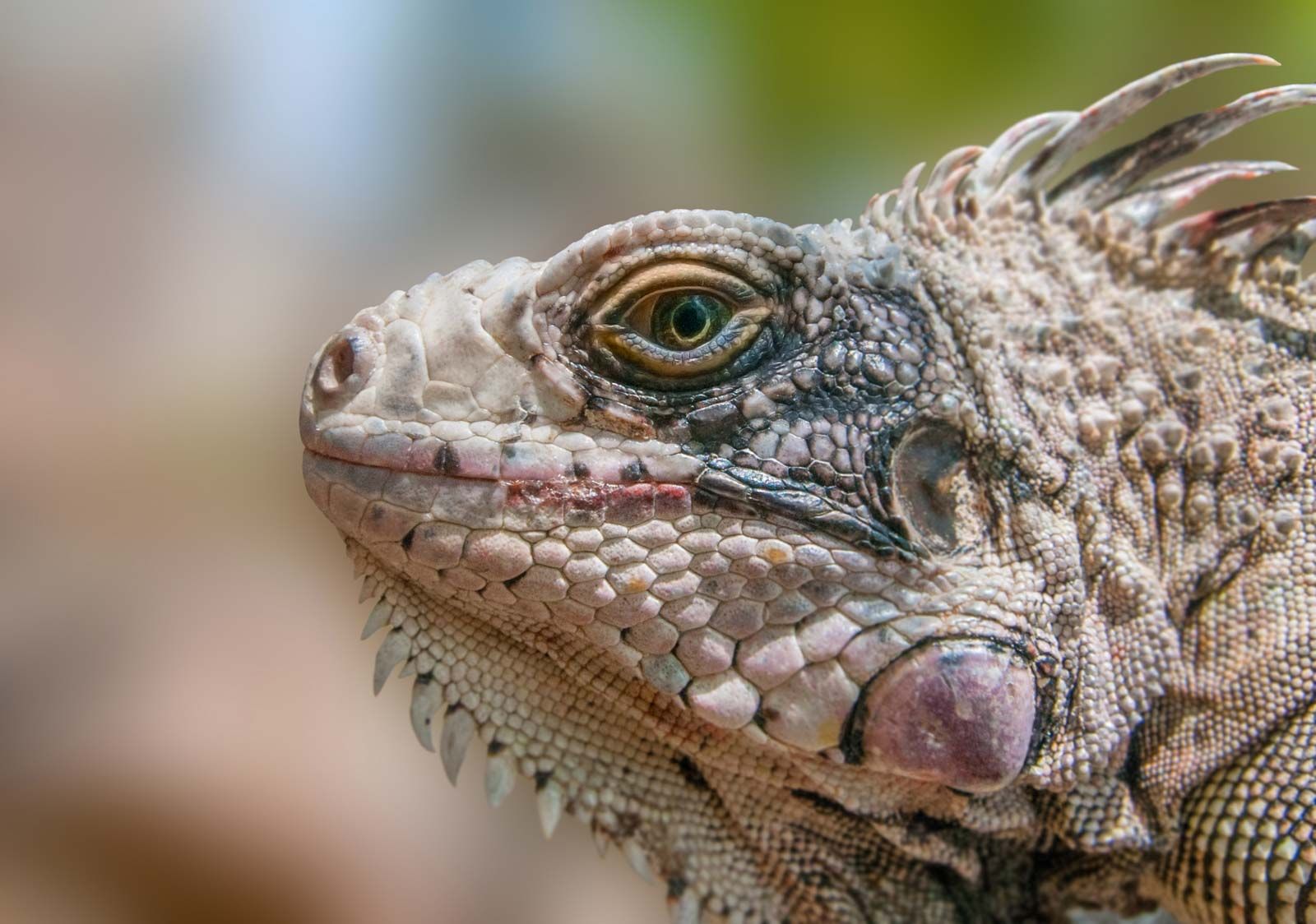 Detail Picture Of An Iguana Lizard Nomer 26