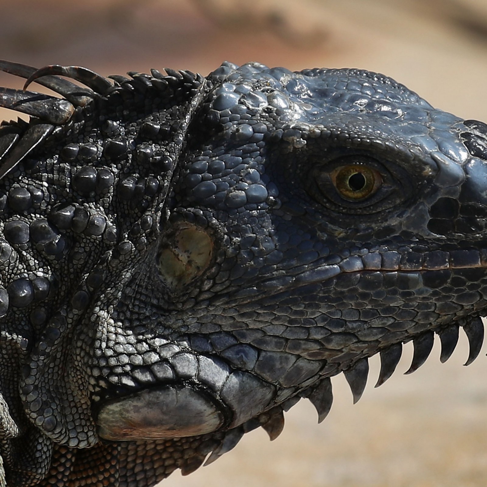 Detail Picture Of An Iguana Lizard Nomer 31