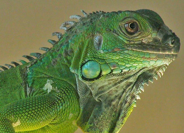 Detail Picture Of An Iguana Lizard Nomer 35