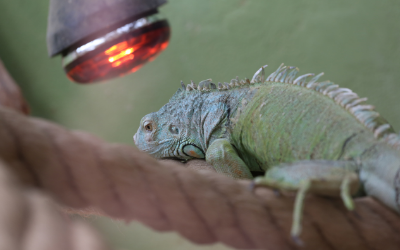 Detail Picture Of An Iguana Lizard Nomer 41