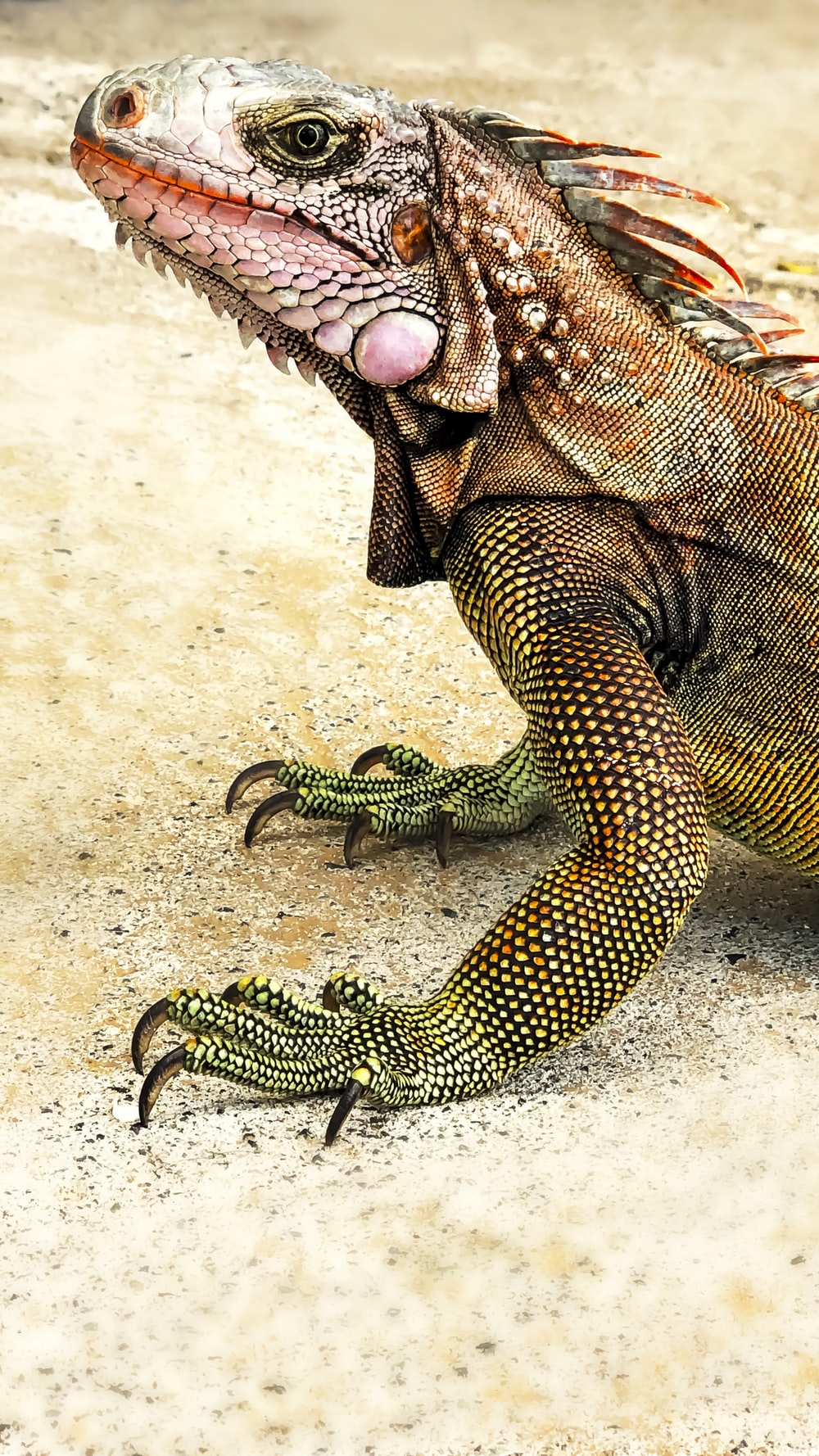 Detail Picture Of An Iguana Lizard Nomer 42