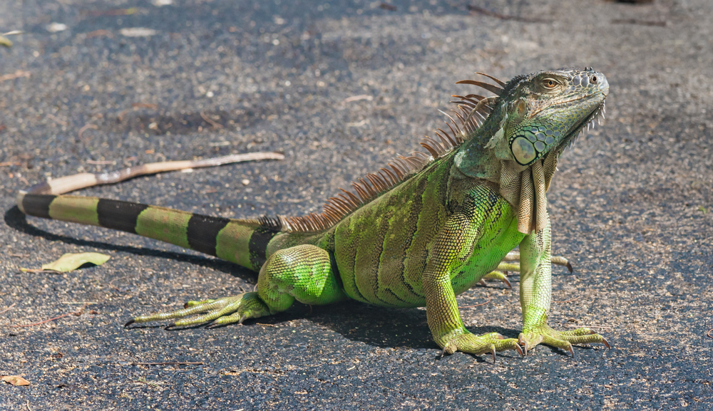 Detail Picture Of An Iguana Lizard Nomer 5