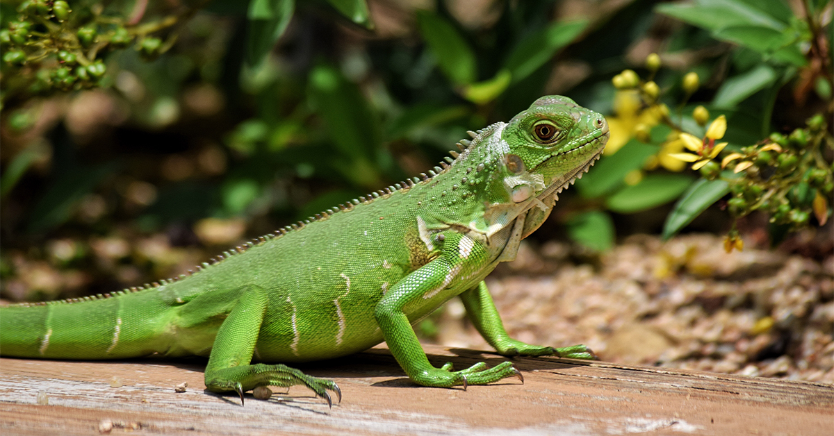 Detail Picture Of An Iguana Lizard Nomer 6