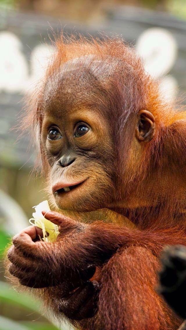 Picture Of An Orangutan Monkey - KibrisPDR