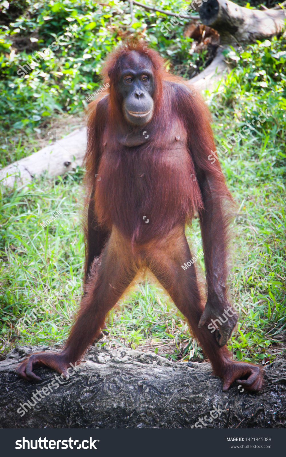 Detail Picture Of An Orangutan Monkey Nomer 2