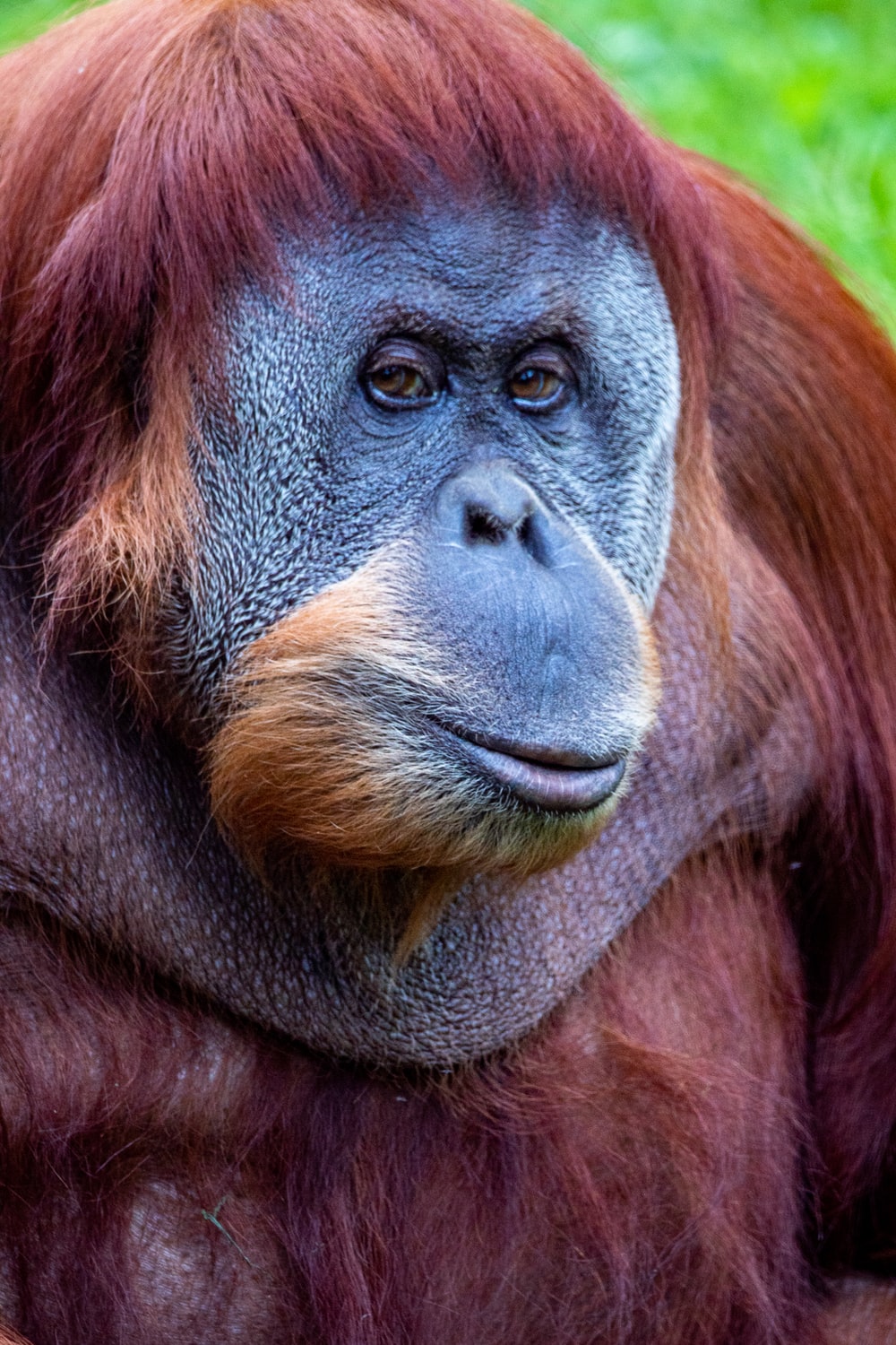 Detail Picture Of An Orangutan Monkey Nomer 14