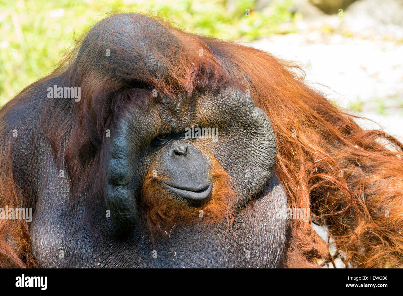 Detail Picture Of An Orangutan Monkey Nomer 26