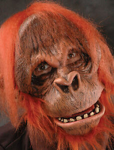 Detail Picture Of An Orangutan Monkey Nomer 38