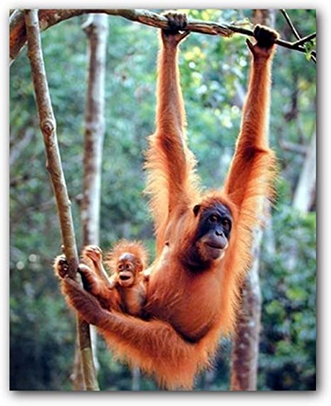 Detail Picture Of An Orangutan Monkey Nomer 41
