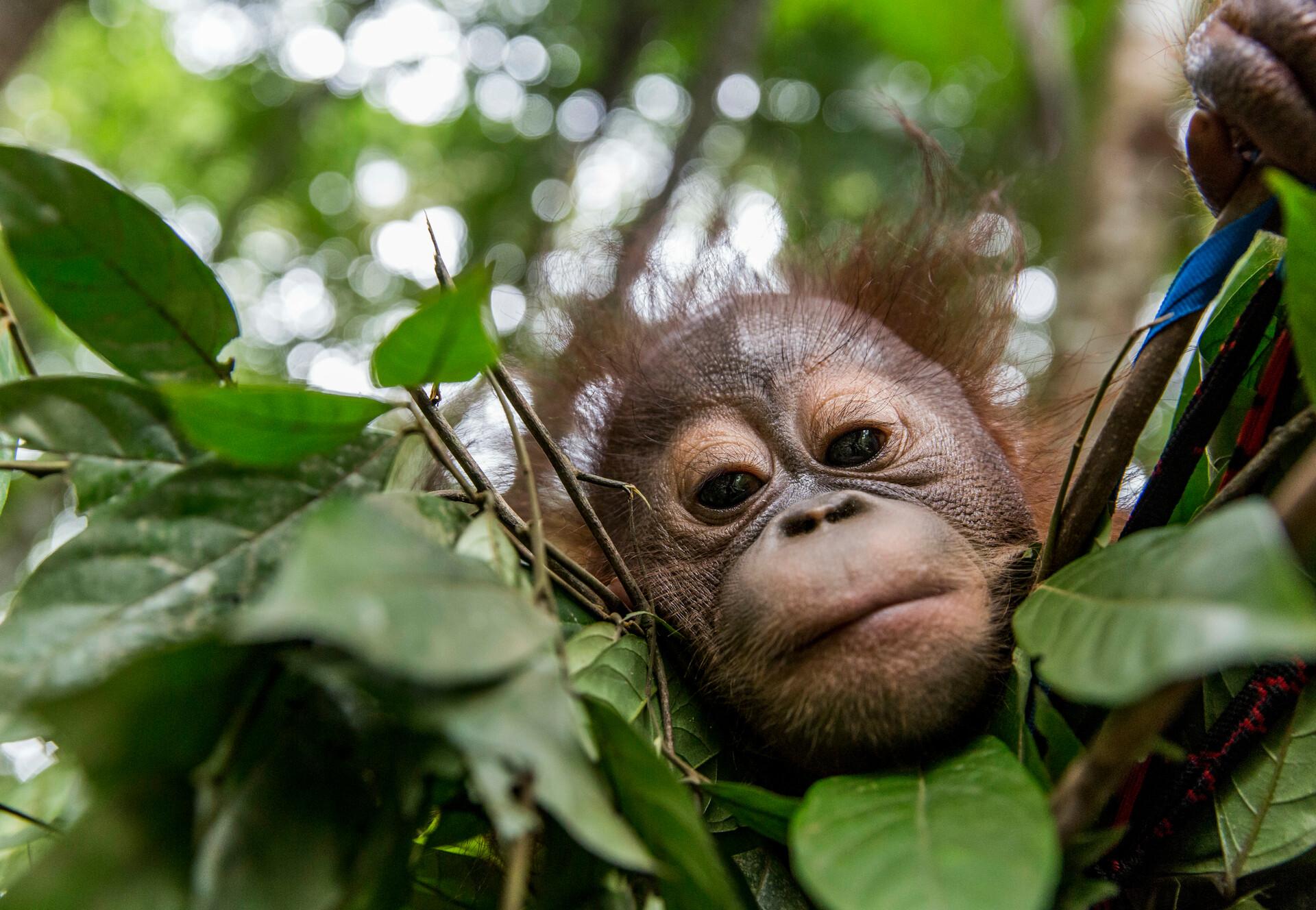 Detail Picture Of An Orangutan Monkey Nomer 47