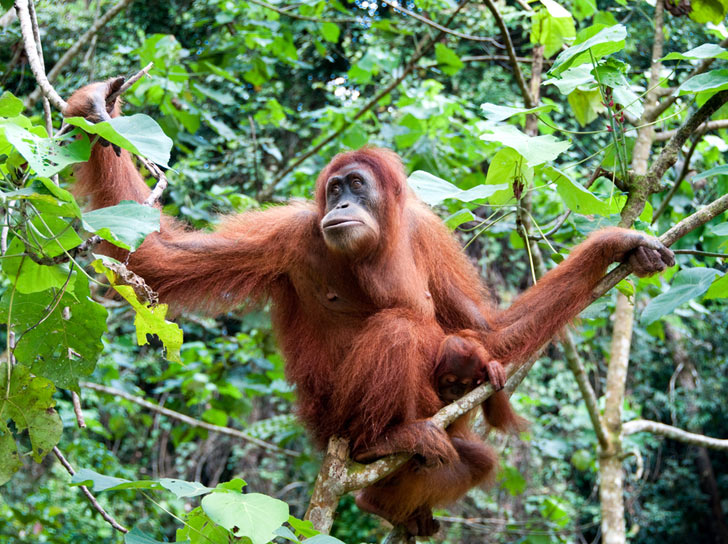 Detail Picture Of An Orangutan Monkey Nomer 49