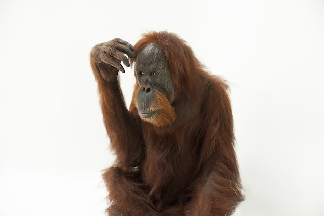 Detail Picture Of An Orangutan Monkey Nomer 54