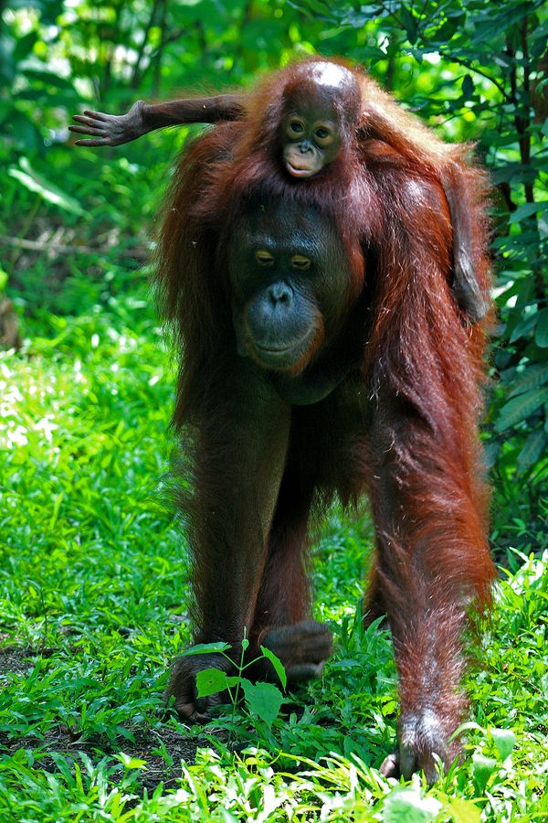 Detail Picture Of An Orangutan Monkey Nomer 56