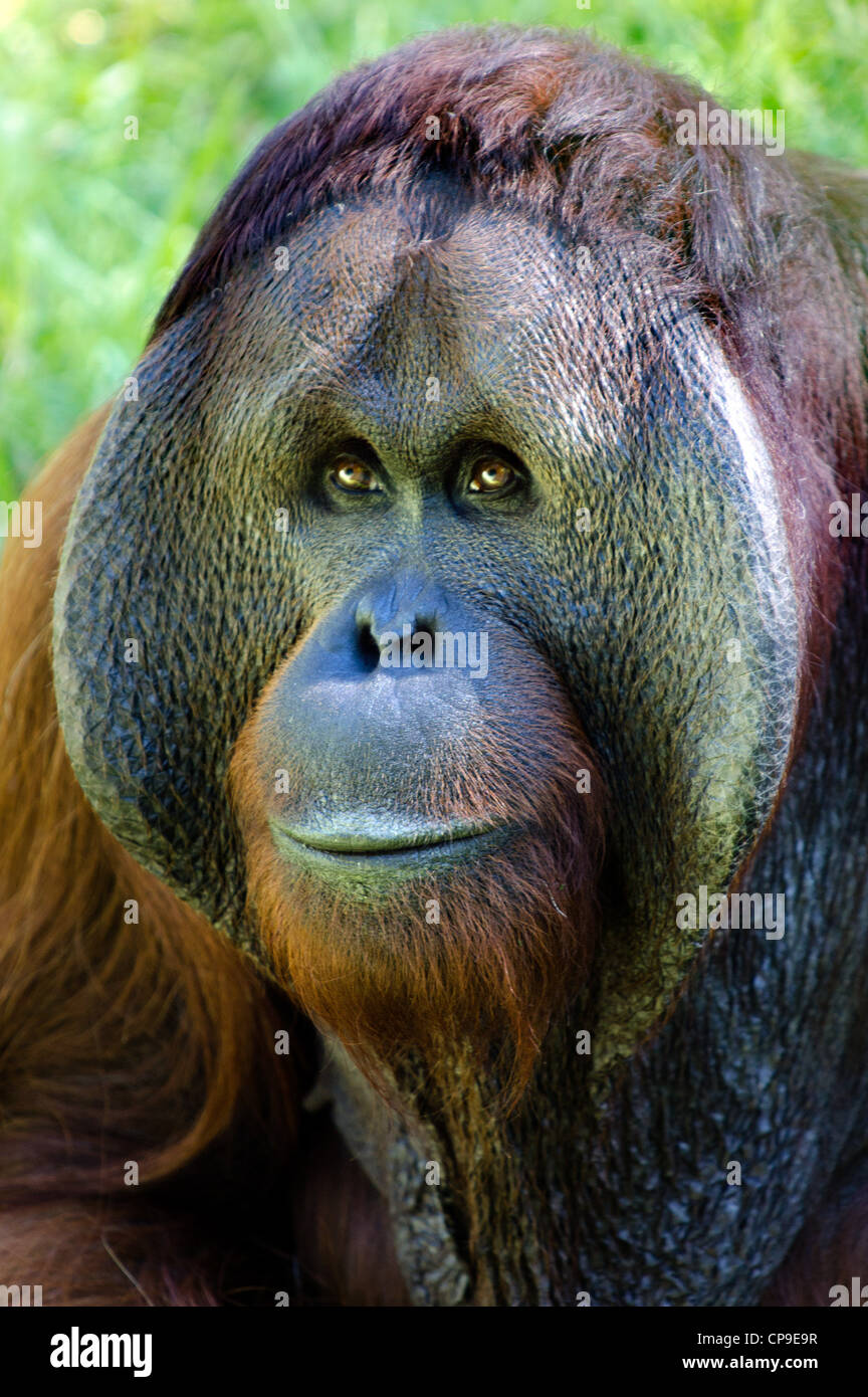 Detail Picture Of An Orangutan Monkey Nomer 58