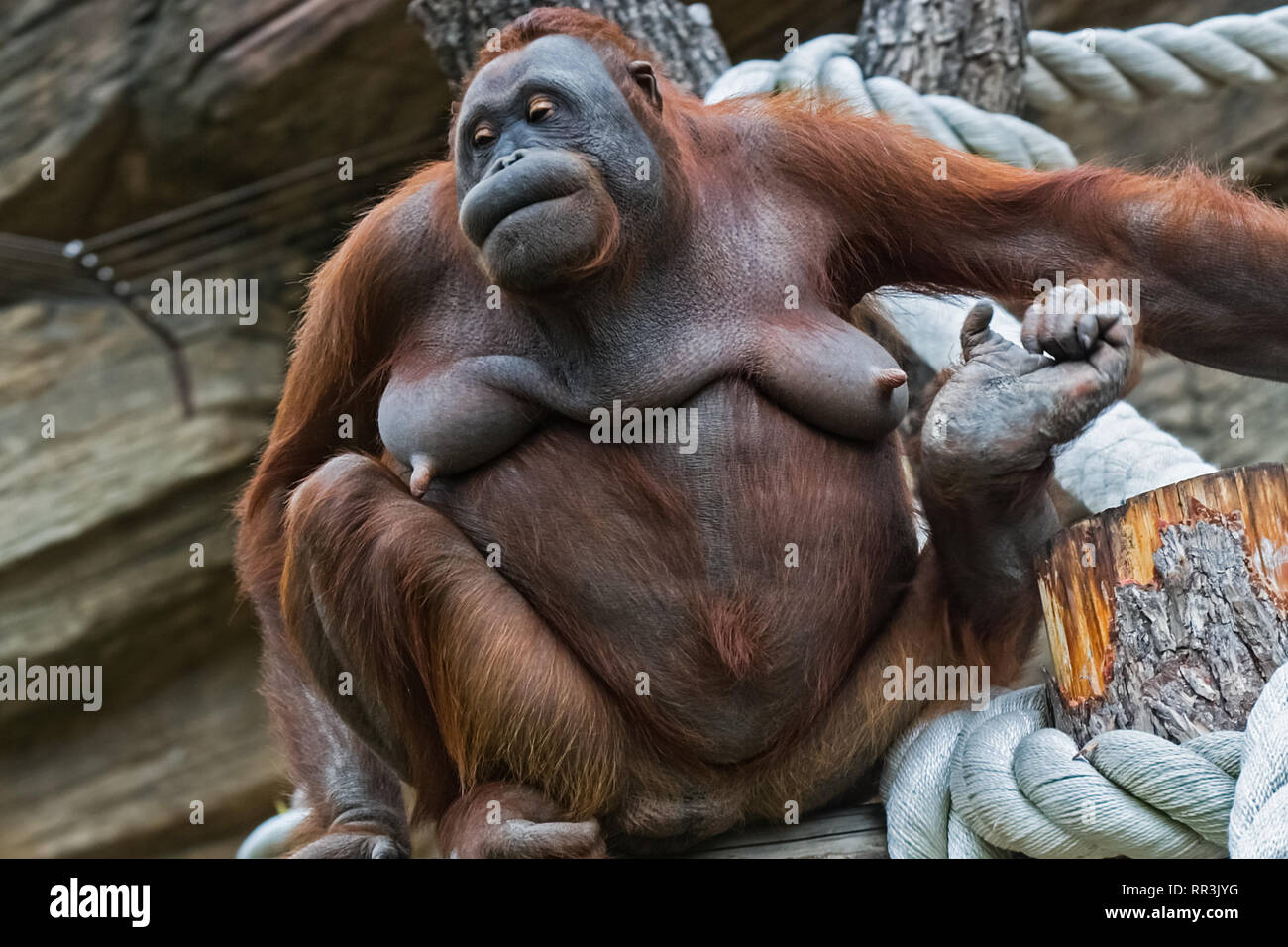 Detail Picture Of An Orangutan Monkey Nomer 7