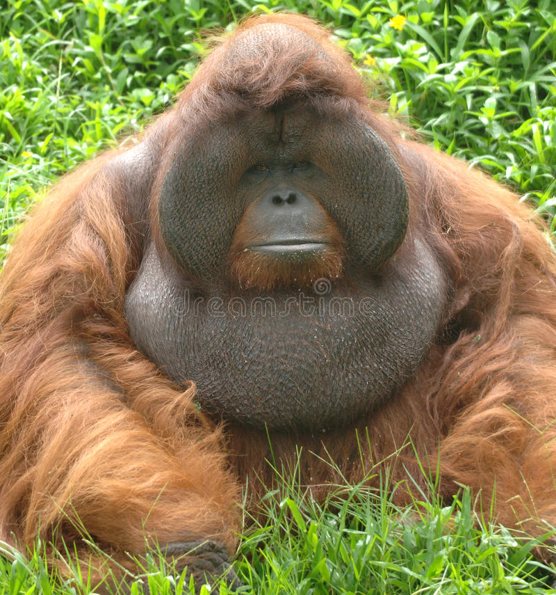 Detail Picture Of An Orangutan Monkey Nomer 9